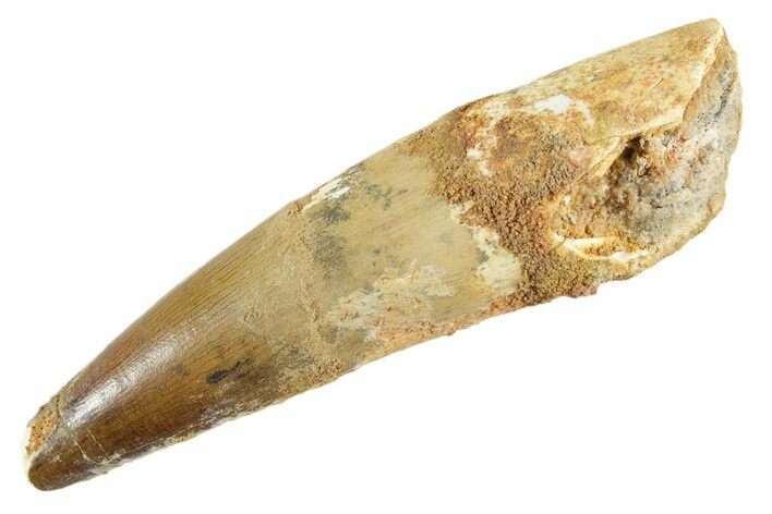 Fossil Spinosaurus Tooth - Real Dinosaur Tooth #347151
